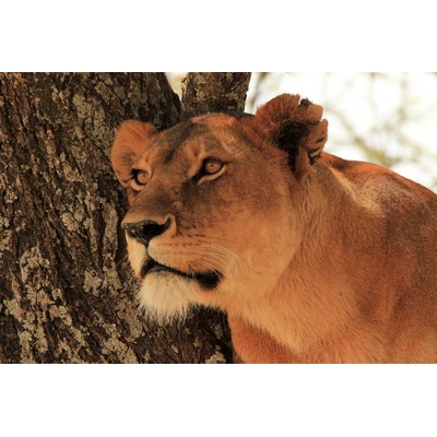DIMEX ART Флизелинов фототапет лъвица на дърво 375 x 250 см