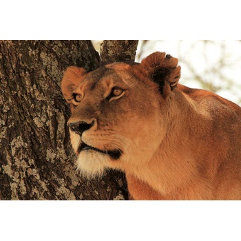 DIMEX ART s. r. o Флизелинов фототапет лъвица на дърво 375 x 250 см