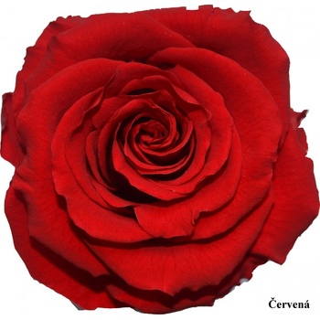 Stabilizovaná růže v dárkovém balení - červená
