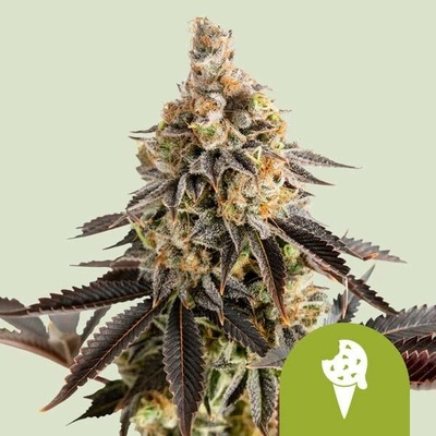 Royal Queen Seeds Cookies Gelato AUTO semena neobsahují THC 3 ks