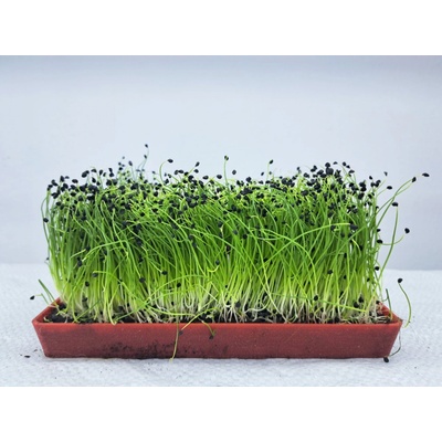 semínka na klíčky a microgreens Cibule Váha: 100 g