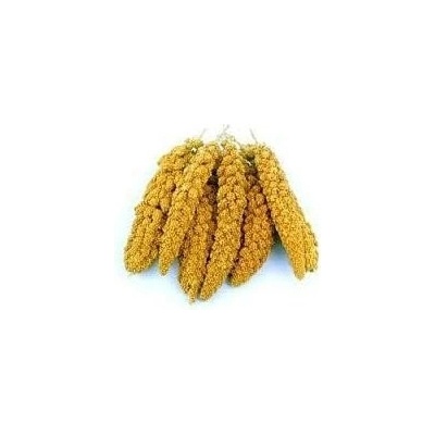 Avicentra Proso senegalské klasy 100 g – Zbozi.Blesk.cz