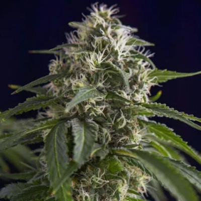 PowerStrains Gorilla Sherbet F1 Early semena neobsahují THC 5 ks