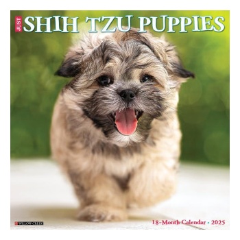 Willow Creek Press Calendars Shih Tzu Puppies 2026 12 X 12 Wall Calendar | Willow Creek Press
