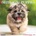 Willow Creek Press Calendars Shih Tzu Puppies 2026 12 X 12 Wall Calendar | Willow Creek Press