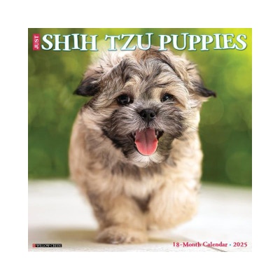 Willow Creek Press Calendars Shih Tzu Puppies 2026 12 X 12 Wall Calendar | Willow Creek Press