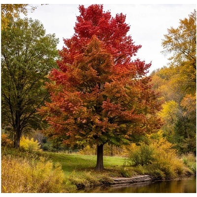 Javor červený Red Sunset na 190-210 cm kmienku, výška 280-320 cm, kvetináč 18 l