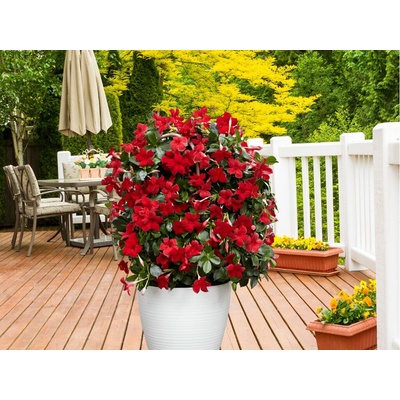 Mandevila Sundaville Beauty Vermillion