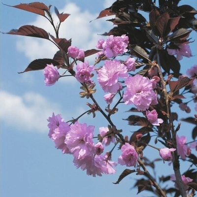 Sakura japonská FloraSelf Prunus serrulata 'Royal Burgundy' výška 125-150 cm kvetináč 18 l