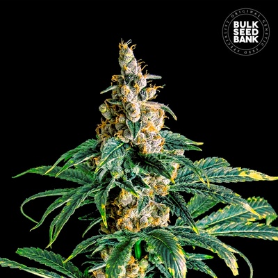 Bulk Seed Bank Zkittly Zi Zi semienka neobsahujú THC 100 ks