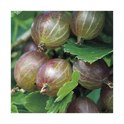 Angrešt červený Ribes uva-crispa Hinnonmaki Red velikost kontejneru 1.6 l