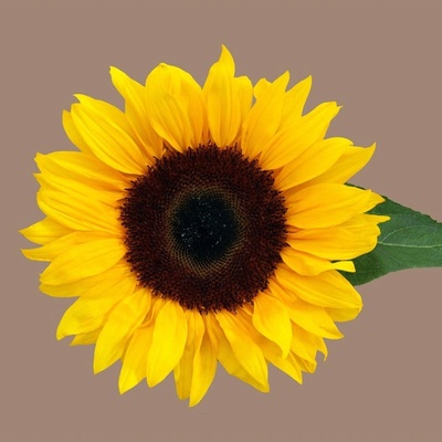 Slnečnica Mezzulah - Helianthus annuus - semená slnečnice - 8 ks