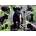 Nathan - Puzzle The Last Jaguar - 1 500 piese