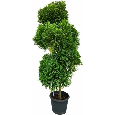 Kryptoméria japonská GLOBOSA NANA Ponpons 190-210cm, kont. 45 l