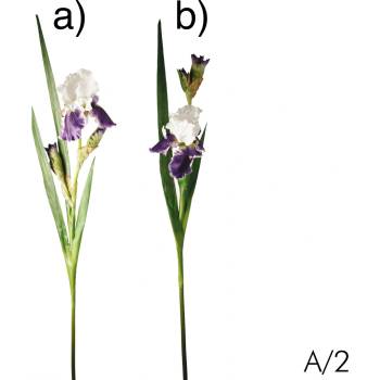 Kosatec - Iris modrý varianta: a)