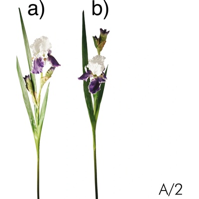 Kosatec - Iris modrý varianta: a)
