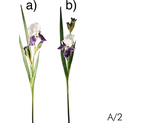 Kosatec - Iris modrý varianta: a)