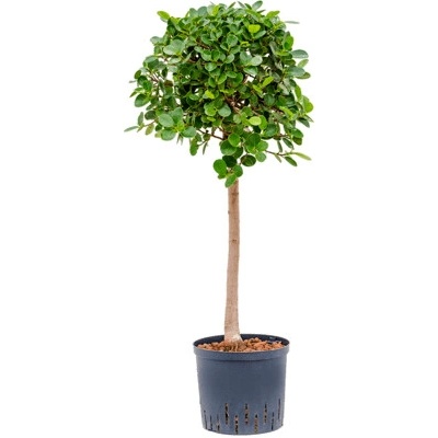 Fikus - Ficus Panda stem 22/19 výška 95 cm
