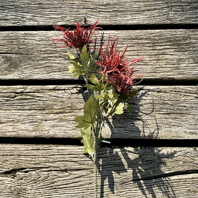 DRY WILD SEA HOLLY ČERVENÁ 67 cm