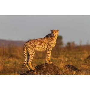 DIMEX ART Флизелинов фототапет стоящ гепард 375 x 250 см