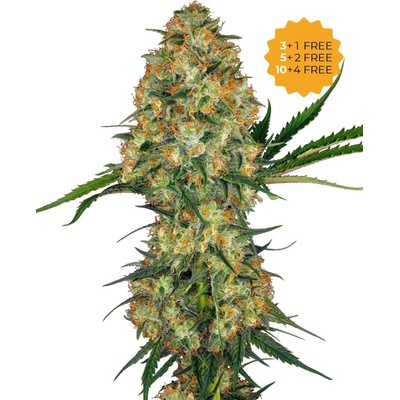 Sensi Seeds Hindu Kush semena neobsahují THC 3 ks