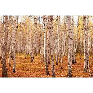 DIMEX ART Флизелинов фототапет брезова горичка ii. 375 x 250 см