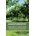 Agroforestry