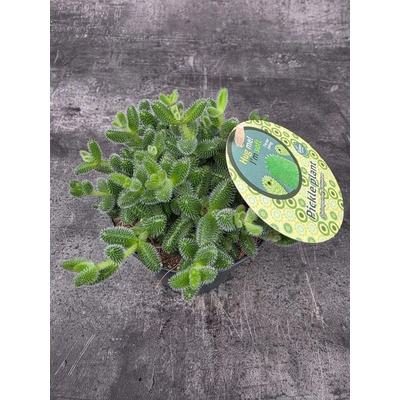 Delosperma Echinatum 12 cm (Sukulent, který připomíná malé okurky)