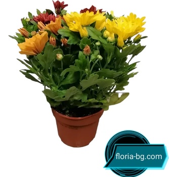 Image 1 of ХРИЗАНТЕМА 3/1