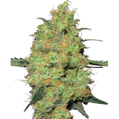 Sensi seeds Master Kush semienka neobsahujú THC 10 ks