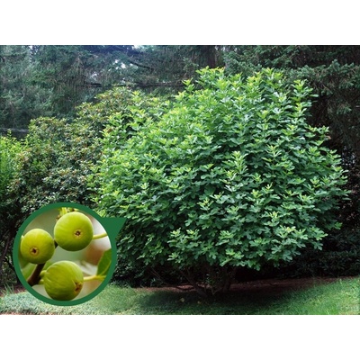 Figovník Dottato 30-40 cm, kont. 2 l