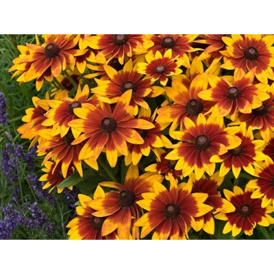 Rudbekia Sunbeckia Mia