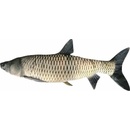 BeCare Vankúš Amur XL 95cm