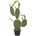 Kaktus Nopal, 75cm