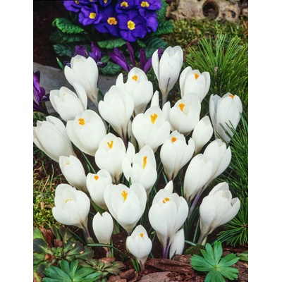 Krokus 'Jeanne d'arc large flowering' 10 ks Velikost cibulek: 6/7 – Zbozi.Blesk.cz