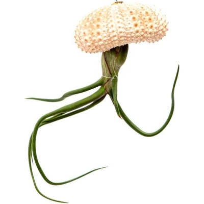 Gardners Medusa Rose s Tillandsií Bulbosa Tillandsie, kykatka