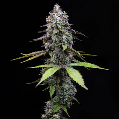 Barney´s Farm Zoap semienka neobsahujú THC 10 ks