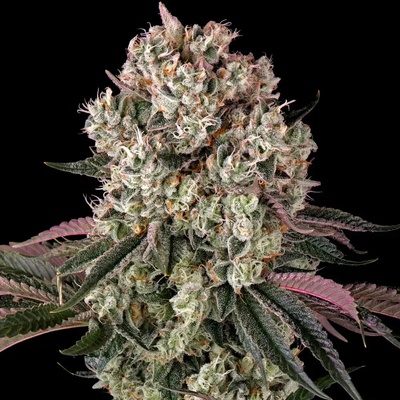 Barney's Farm Glookies semienka neobsahujú THC 3 ks