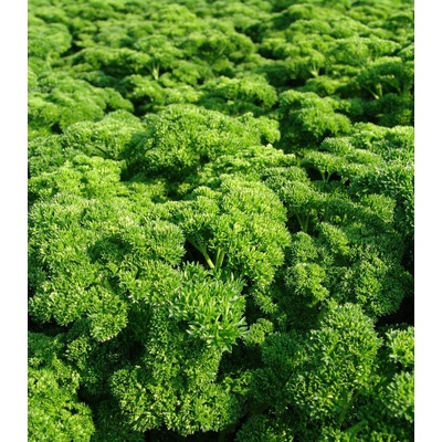 Petržel Astra - Petroselinum crispum - semena petržele - 700 ks