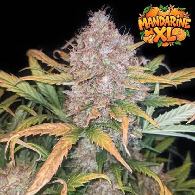 Ganja Farmer Mandarine XL Auto semienka neobsahujú THC 3 ks