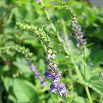 Šišák bajkalský - Scutellaria baicalensis - semena šišáku - 15 ks