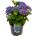 Хортензия Macrophylla Purple
