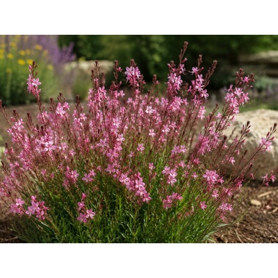 Gaura lindheimerova Siskiyou Pink, kvetináč 9 cm