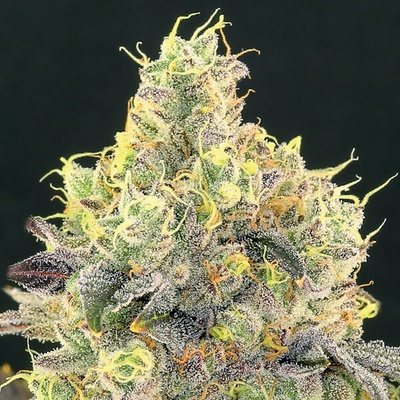Anesia Seeds Nova OG semienka neobsahujú THC 3 ks