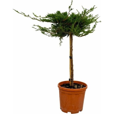 Borievka rozprestretá PRINCE OF WALES na kmienku, výška 50-60 cm, kont. 5 l