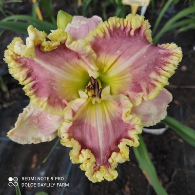 Kotula T. Denivka Maravilla Golden Crown