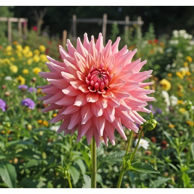 Georgína 'Flamingo' 1 ks