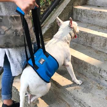 Нагръдник-колан за подпомагане на кучета, минаващ през гръдно-коремната област