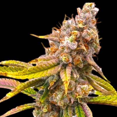 B-S-B Genetics Five Alive semienka neobsahujú THC 1 ks