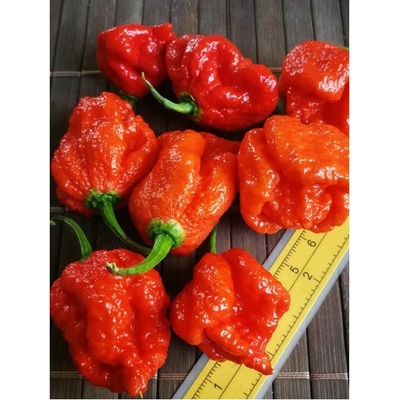 Trinidad Moruga Scorpion 19-CC17-11-1 (chilli semena) 1 ks